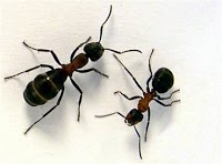 Eradicate Pest Control Specialists Ltd 375371 Image 2